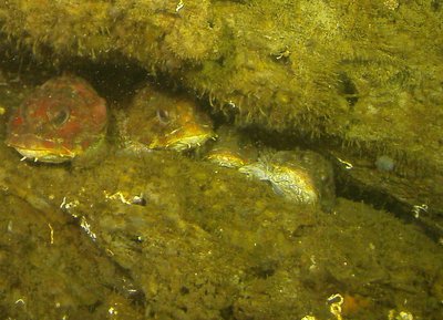 Four Red Irish Lords form a “Welcome Committee” just for Jan. According to Scientist these are solitary creatures ?!