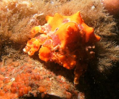 Juvenile King Crab at Keystone Jetty - front