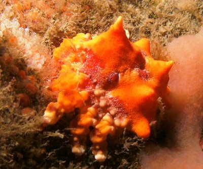 Juvenile King Crab at Keystone Jetty - behind