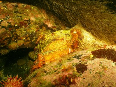 Giant Pacific Octopus pretending to be a tire