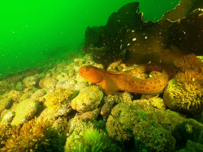 Juvenile Wolf Eel -hiding along or under kelp