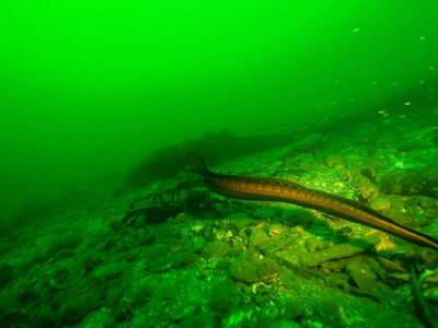 Juvenile Wolf Eel -swimming or hovering along or under kelp