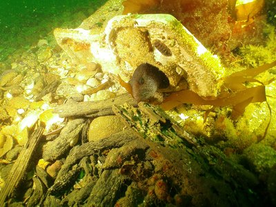 Juvenile Wolf Eel in a toilet - more expected behavior (observed on 2 dives 2 different days)