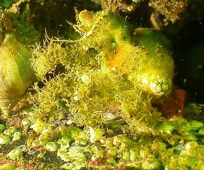 Rhinoceros Crab (Golf Ball Crab)zoom