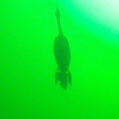 Cormorant at Keystone Jetty - zoom