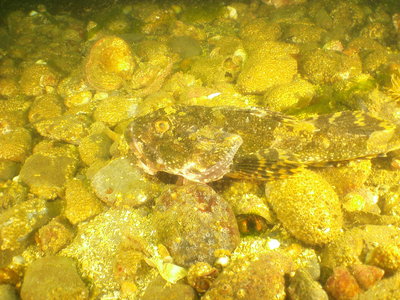 PICT3032-great-sculpin.JPG