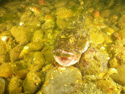 PICT3033-great-sculpin.JPG