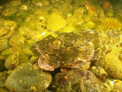 PICT3034-great-sculpin.JPG