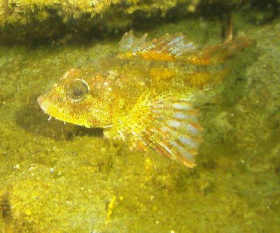 PICT2783-2-red-irish-lords--more-yellow-broad-base-tunicate-zoom.JPG