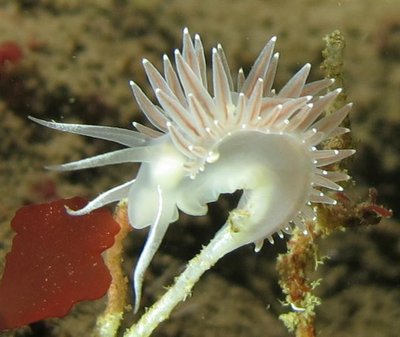 nudi2 (Small).jpg