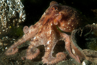 This octo I believe had some prey between its arms