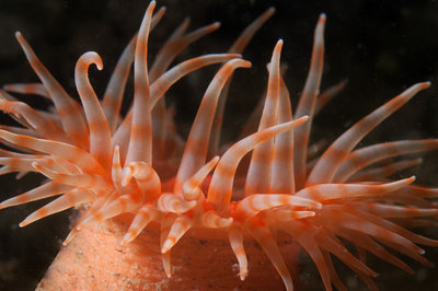 Baby swimming anemone