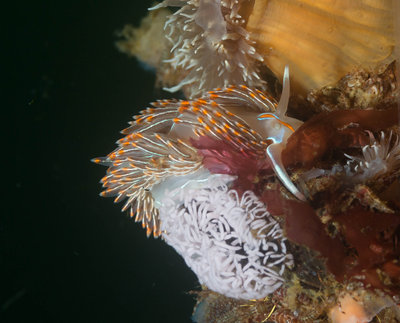 08 03 14 H. Crassicornis with Eggs on Rope (1 of 1).jpg