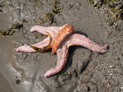 Dead orange ochre (?) star