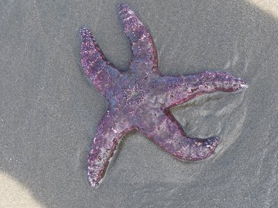 Purple ochre star