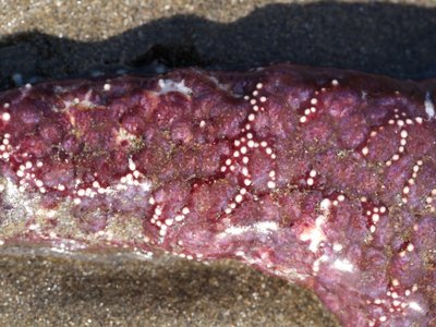 Closeup of purple ochre star arm