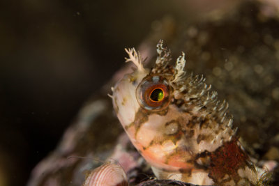 08 30 14 Baby Warbonnet (1 of 1).jpg