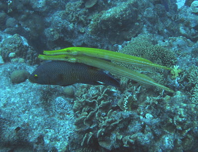 Trumpetfish &amp; __? Parrotfish