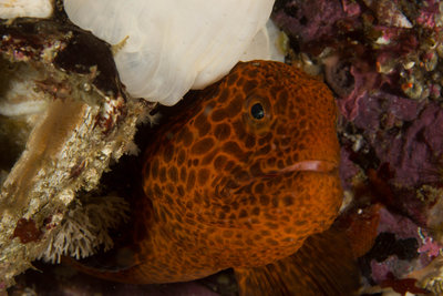 Orange Wolf Eel (1 of 1).jpg