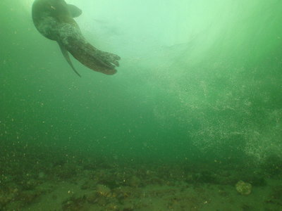 Steller Sea Lion female after thrusting bubbles in my face leaving dispersed bubbles behind