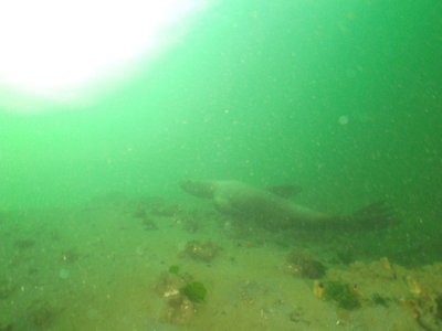 Steller Sea Lion female perspective with rough piddock clams