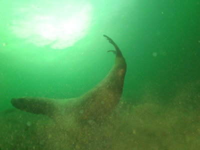 Steller Sea Lion female stirring up the silt around me