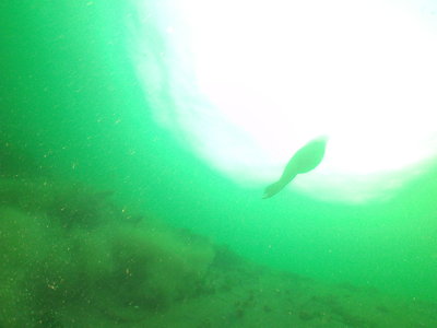 Steller Sea Lion female surfacing after stirring up the silt