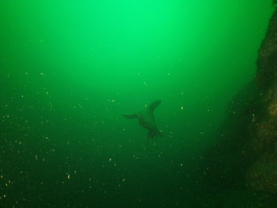 Steller Sea Lion female