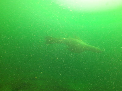 Steller Sea Lion female in shallows with bad vis