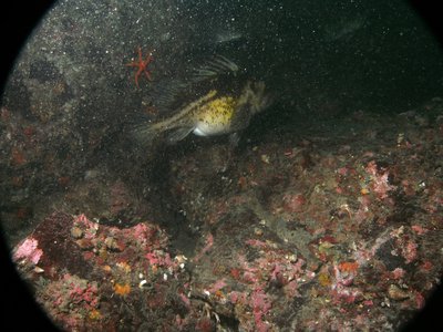 PICT1567-pregnant-coper-rockfish-blood-star-strange-crab.JPG