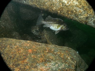 PICT0988-copper-rockfish-gravid.JPG