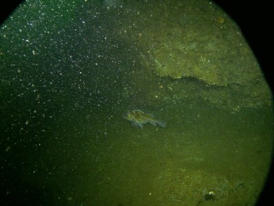 PICT2722-copper-rockfish-gravid.JPG