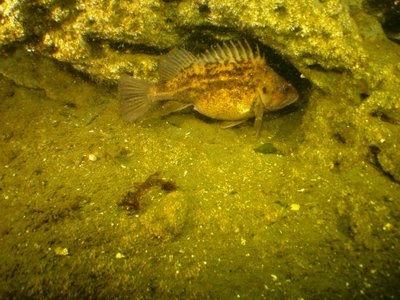 PICT1157-brown-rockfish-gravid.JPG