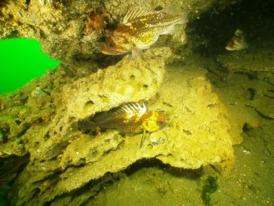 PICT2152-quilback-&copper-rockfish-gravid-copper-&quillback.JPG