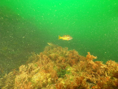 PICT4015-yellowtail-rockfish-gravid.JPG