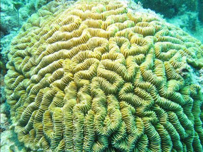 IMG_1002 corals  brai_resized.jpg