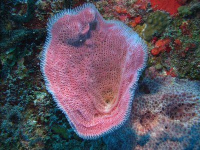 IMG_1082 corals sponges_resized.jpg