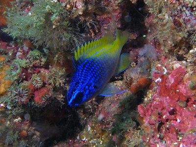 Saw a bunch of these guys - a bit shy, Blue and Yellow Chromis