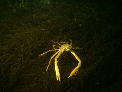 PICT3217-squat-lobster-or-sharp-nose-decorator-crab.JPG