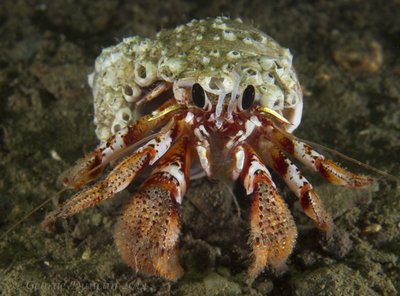 Mr Hermit Crab.jpg