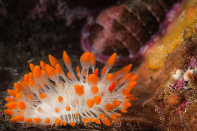 Cockrell's dorid