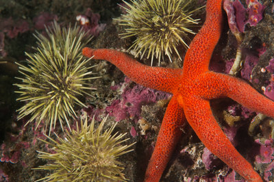 The urchins were definitely taking over the sea stars!
