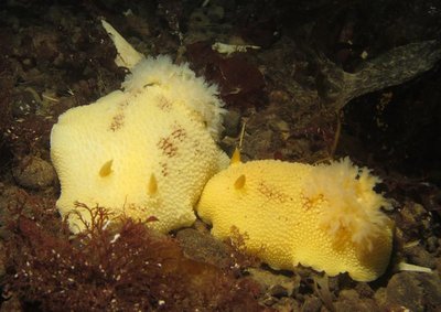 nudi pair_resized.jpg