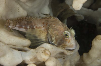 Unknown Sund Rock fish.jpg