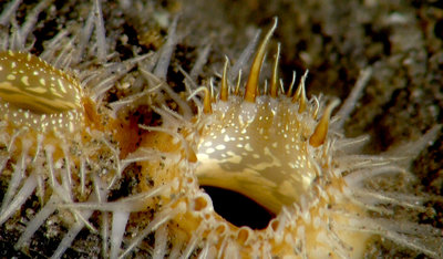 Cockle siphons