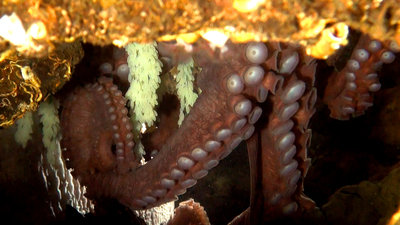 Octo on eggs