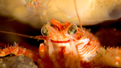 squat lobster getting photo bombed