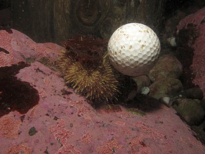 green urchin decor.jpg