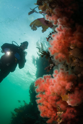 1. Red soft corals on Browning Wall