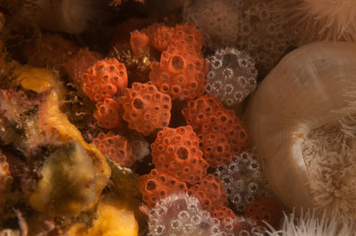 12. Compound mushroom tunicates